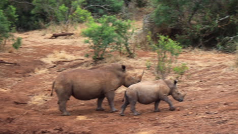 adult male and juvenile white rhino walk along edge of muddy pond