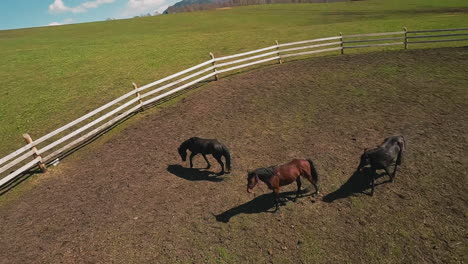 black and bay arabian horses walk along farm paddock