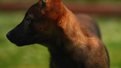 Nahaufnahme-Eines-Entzückenden-Jungen-Belgischen-Malinois-Hundes-Im-Park,-Braunes-Und-Schwarzes-Hundegesicht-Mit-Blick-Auf-Die-Kamera,-Dann-Kopfdrehen,-Geringe-Schärfentiefe