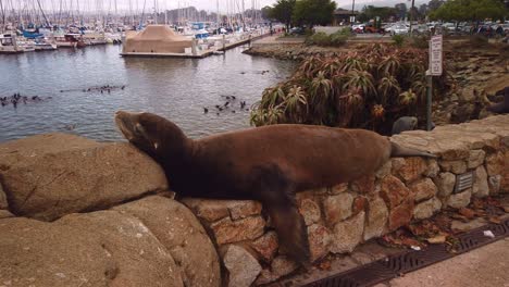 gimbal panning close-up shot of a sea lion laying on a rock wall in monterey, california