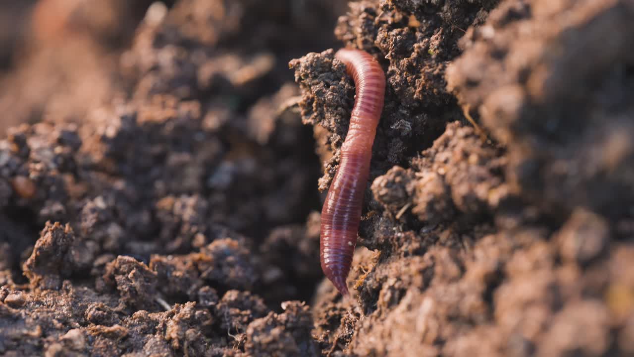 gusano wiggler rojo en la suciedad alejándose de la cámara, de cerca