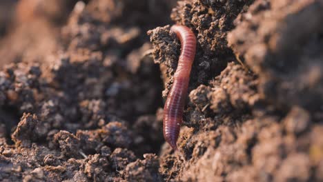 red wiggler worm in dirt moving away from camera, close up