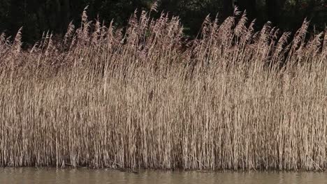 Nahaufnahme-Der-Vegetation-Am-Rande-Des-Teiches-Im-Winter