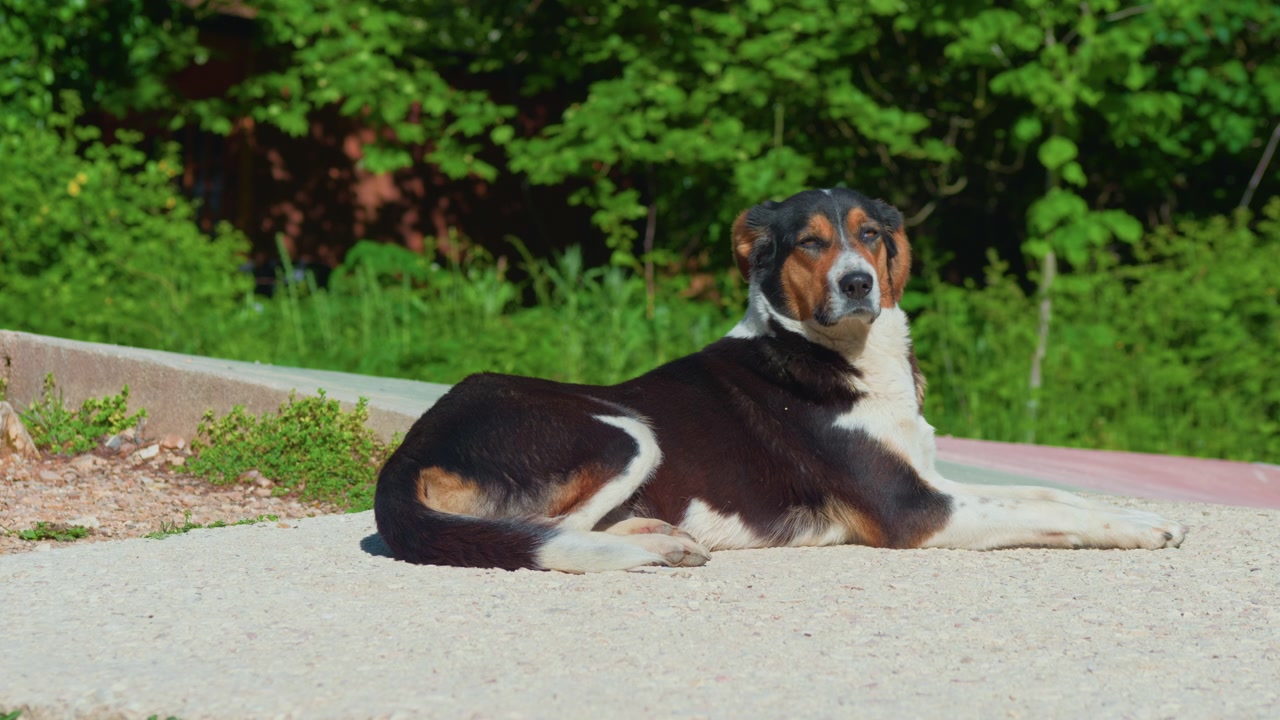 Cão deitado no chão de cimento olhando em volta, plano fechado estático. Animal de estimação de tamanho médio branco, preto e marrom descansando na calçada com fundo de plantas verdes.
