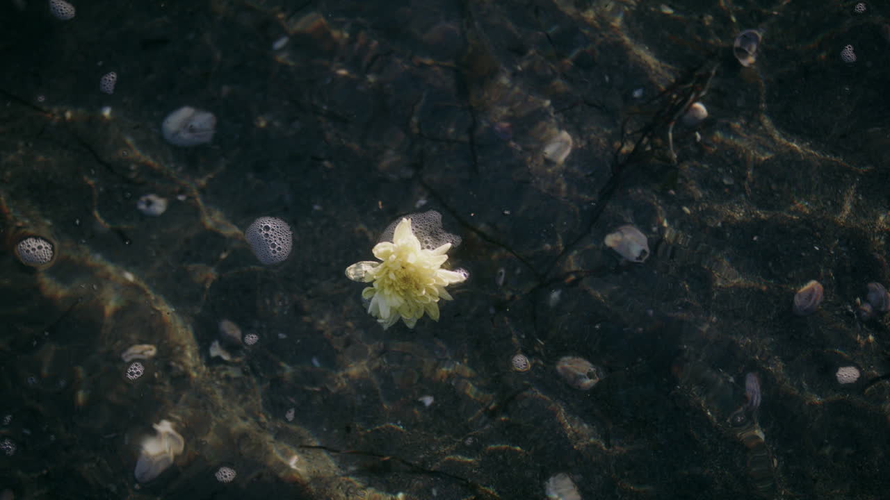 Flower floating over ocean sea water shallow yellow petals nature blossom