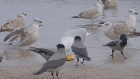 las gaviotas juveniles de patas amarillas y las gaviotas argénteas europeas pelean con una bandada de cuervos encapuchados por un trozo de pan en la orilla del mar de arena húmeda - cámara lenta