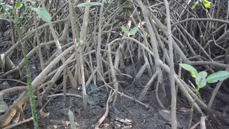 closeup view mangrove forest tangled roots and soil in low tide, bali indonesia