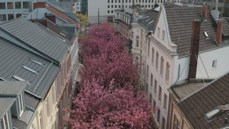 kirschblüte cherry花在城市內的無人機空中拍攝,在hierstraßehierstreetbreitestraßebonn旅遊 30p