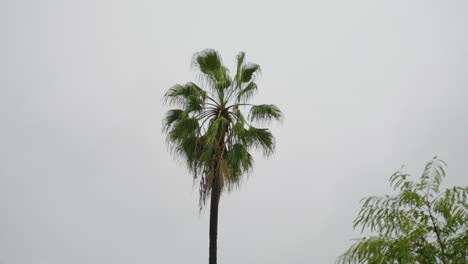 Una-Palmera-En-California-Bajo-La-Lluvia-Con-Un-Fondo-Nublado