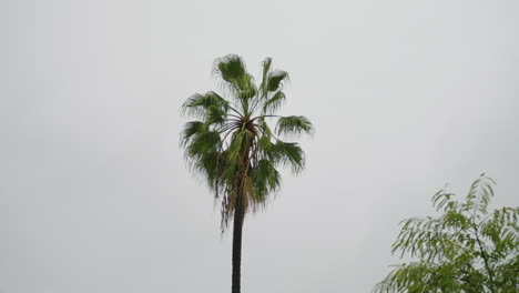 una palmera en california bajo la lluvia con un fondo nublado