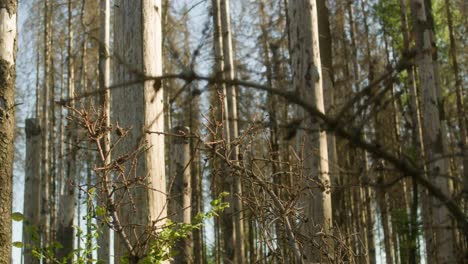 Damaged-dead-dry-spruce-trunks-hit-by-bark-beetle-in-Czech-countryside