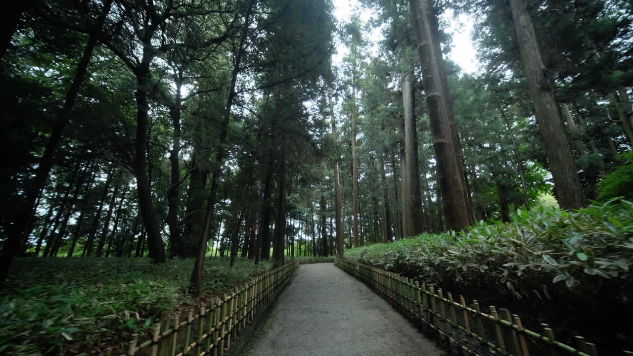 푸른 숲 에 있는 길 을  ⁇ 고 있는 하이커 의 포브