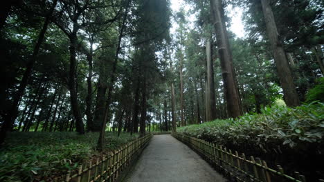 Pov-of-a-hiker-walking-on-a-path-in-the-green-forest