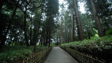 pov de un excursionista caminando por un sendero en el bosque verde