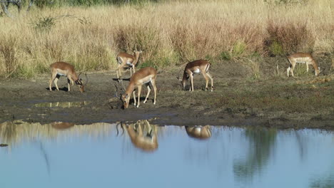 antelopes herd grazing in south africa, lesotho, standing and eating grass