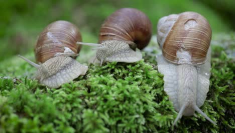 helix pomatia also roman snail, burgundy snail