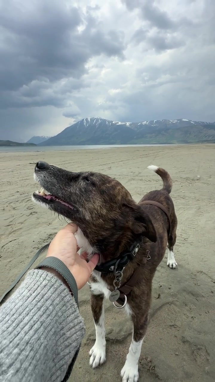 Stribet hund får kløet hagen på en sandstrand i Carcross, Canada