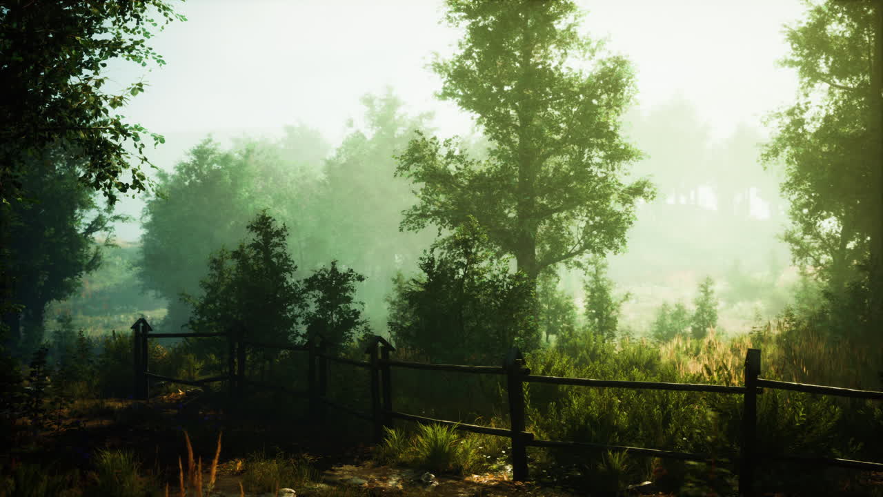 안개가 가득한 숲길