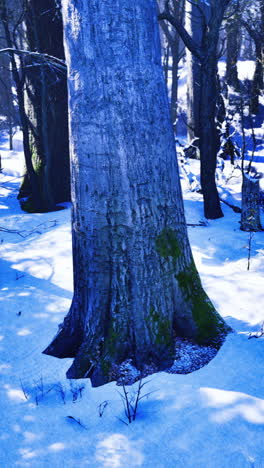 majestic winter landscape showcasing a colossal tree in a snow covered forest