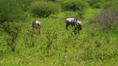 wild wildebeest grazing in tanzania africa as seen on safari in slow motion