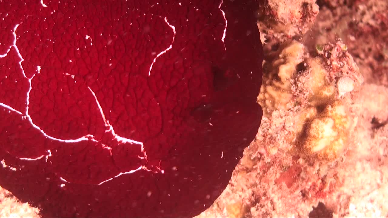 빨간색 discodorididae nudibranch 슈퍼 밤에 산호초에 가까이