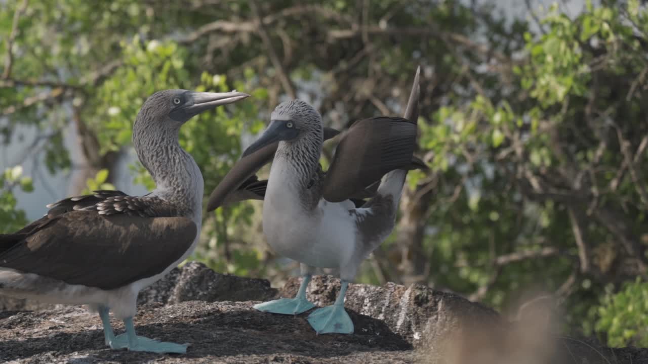 A beautiful video featuring a pair of blue-footed boobies interacting on a rocky outcrop in the Galápagos Islands, Ecuador.