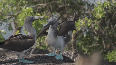 a beautiful video featuring a pair of blue-footed boobies interacting on a rocky outcrop in the galápagos islands, ecuador.