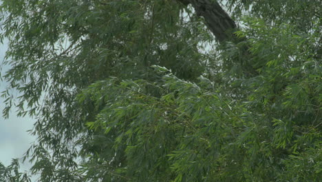tree leaves blowing in the wind in park near river
