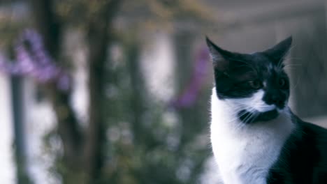 close up of cat sitting outside listening