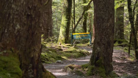 Control-Deslizante,-Revelando-La-Señal-De-Ruta-Routeburn-En-Un-Tranquilo-Bosque-Iluminado-Por-El-Sol,-Nueva-Zelanda