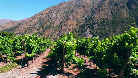 Foto-Reveladora-De-Las-Hileras-De-Vides-En-Un-Viñedo-En-Las-Montañas-Interiores-Del-Valle-Del-Maipo