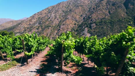 toma reveladora de las hileras de vides en un viñedo en las montañas interiores del valle del maipo.