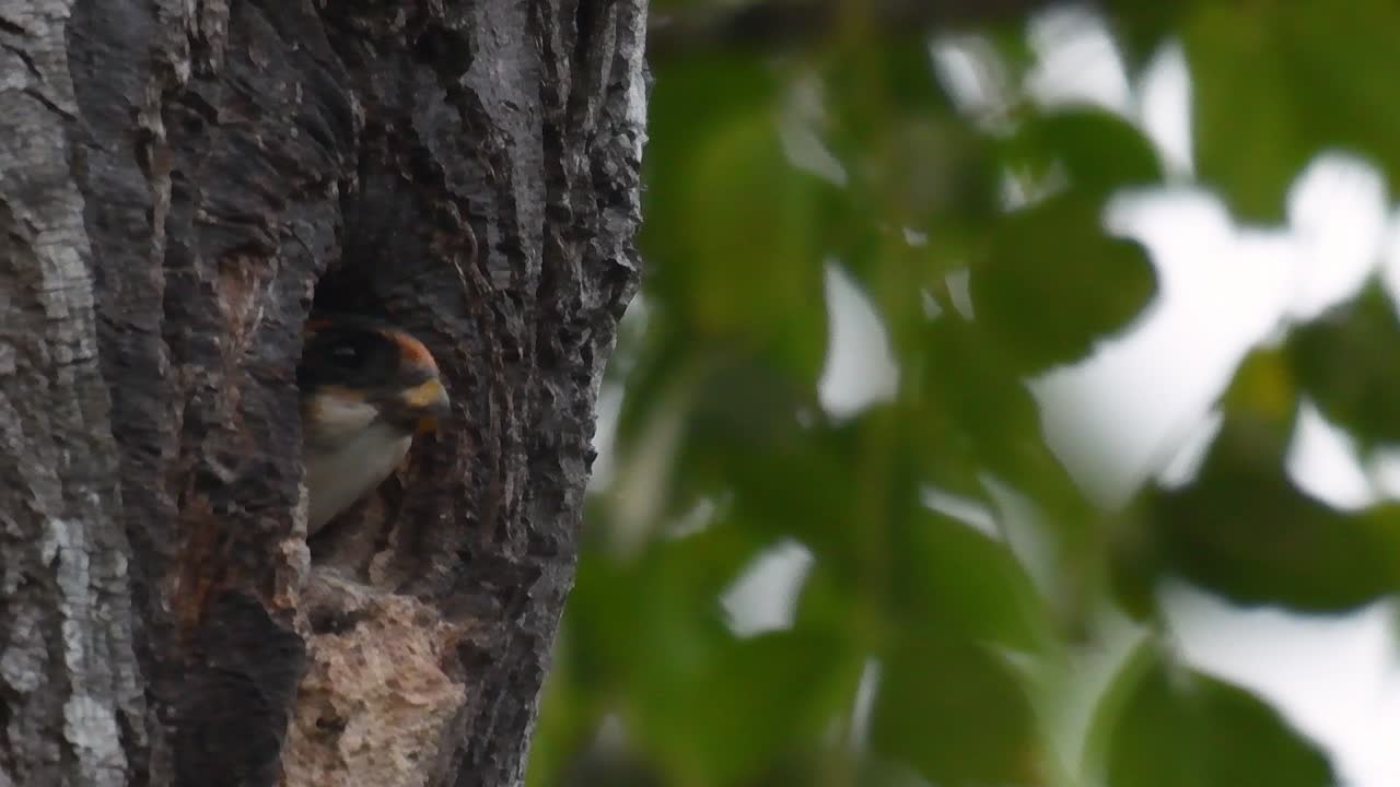 el falconet de muslo negro es una de las aves rapaces más pequeñas que se encuentran en los bosques de algunos países de asia