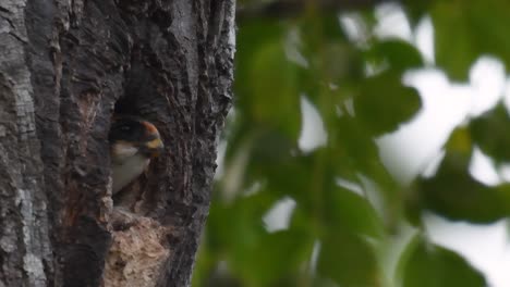 El-Falconet-De-Muslo-Negro-Es-Una-De-Las-Aves-Rapaces-Más-Pequeñas-Que-Se-Encuentran-En-Los-Bosques-De-Algunos-Países-De-Asia