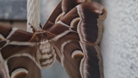 close up shot of brown giant moth