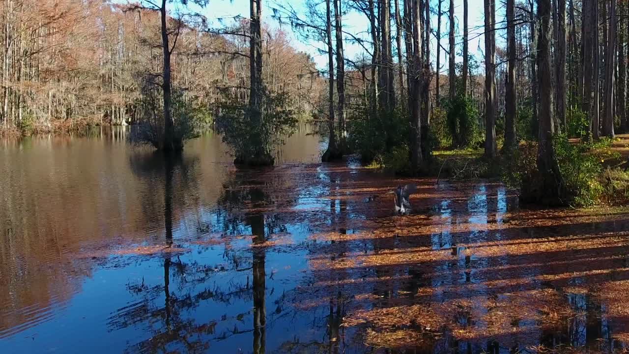 Drone follows a Heron as it flies away from a lake.