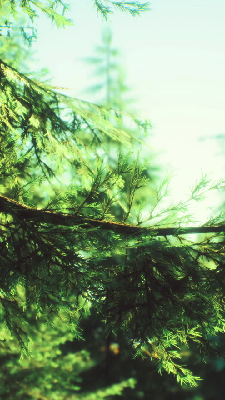 Lush green pine branches swaying gently in the sunlight of a serene forest