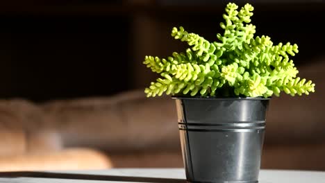 small artificial succulent plant in a black pot