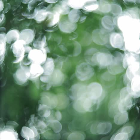 bokeh verde de un árbol