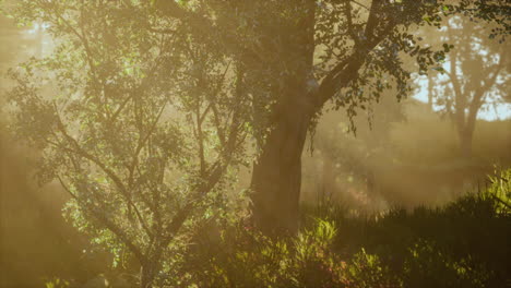 Wald-Aus-Buchen,-Beleuchtet-Von-Sonnenstrahlen-Durch-Nebel