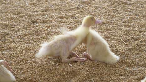 poultry farm. ducklings.