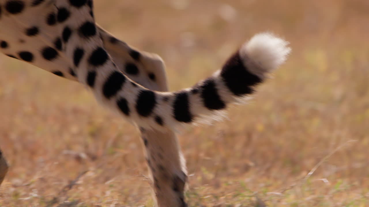 Close up tracking shot of a cheetahs hind limbs moving