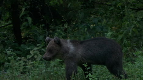 slow motion handheld footage of bear cub walking through jungle area