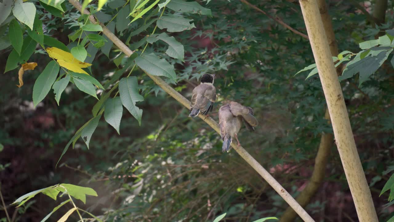 dos jóvenes pichones de pájaro urraca de alas azules encaramados en una rama de árbol en el bosque de seúl, corea del sur
