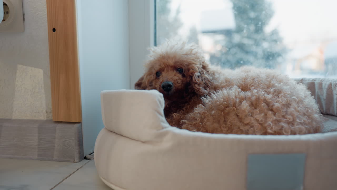 dog relaxing comfortably in soft bed, calmly looking forward, peaceful indoor moment, furry pet resting near glass window with snowy outdoor view, tranquil and cozy atmosphere in home