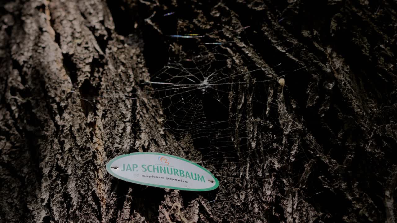 Japanese Pagoda Tree Crust close up with sign in German with spider web during a sunny day in T&uuml;rkenschanzpark in Vienna