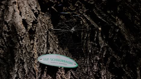 Japanese-Pagoda-Tree-Crust-close-up-with-sign-in-German-with-spider-web-during-a-sunny-day-in-Türkenschanzpark-in-Vienna