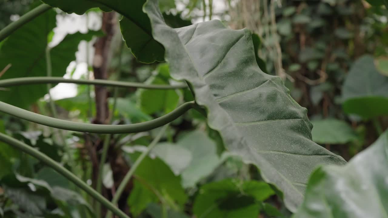 Folha de planta Alocasia sendo movimentada em um ambiente de floresta tropical