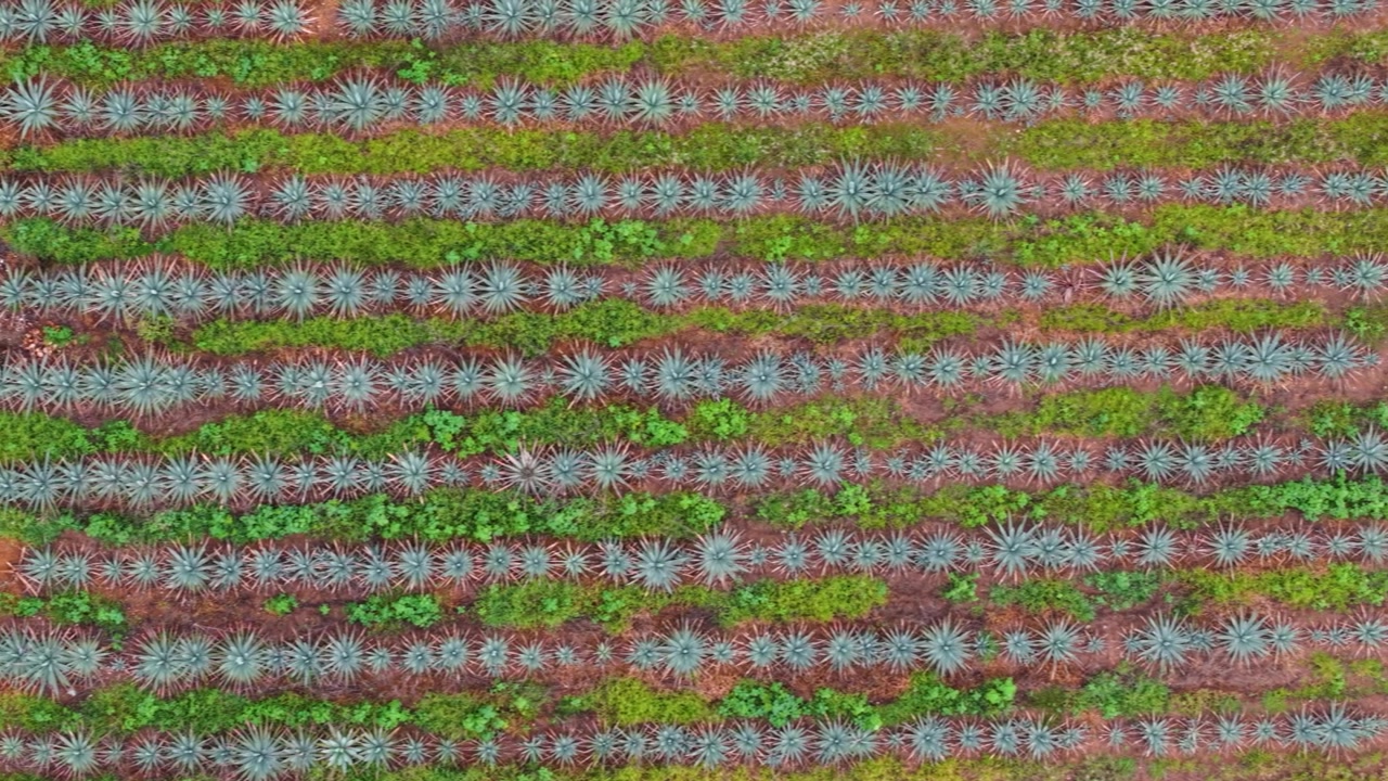 Drone panorama of blue-green agave rows for mezcal production