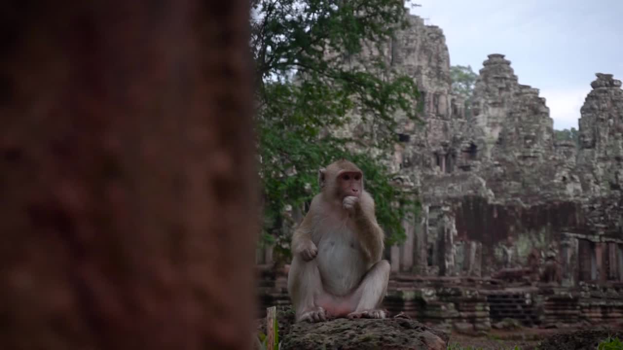 Iconic monkey eating outside an old temple with no tourist in Asia